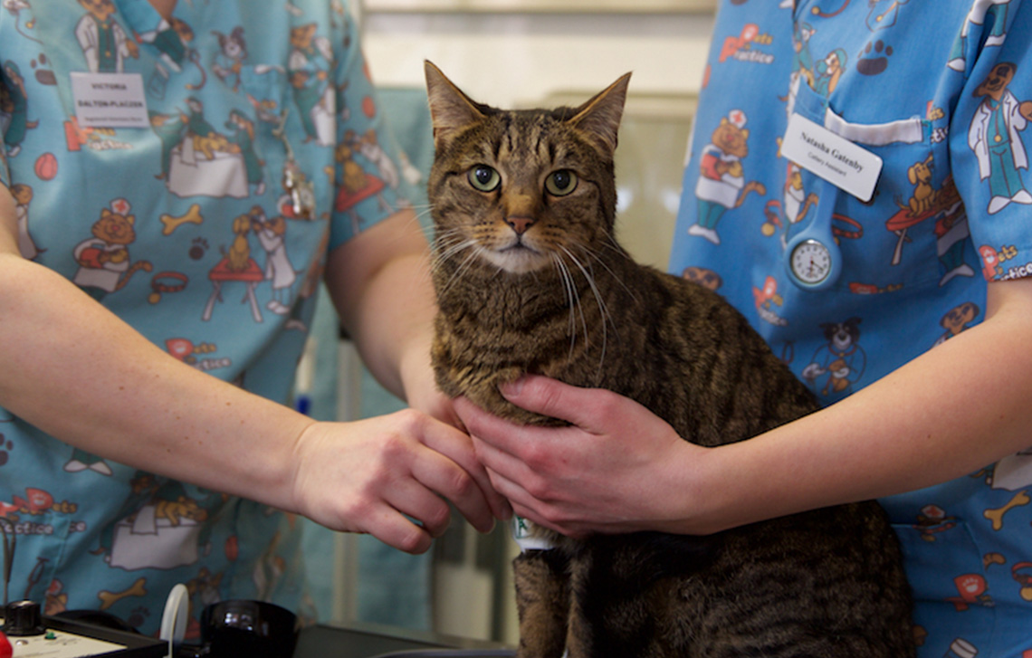 vets-in-worthing-west-sussex-just-for-cats