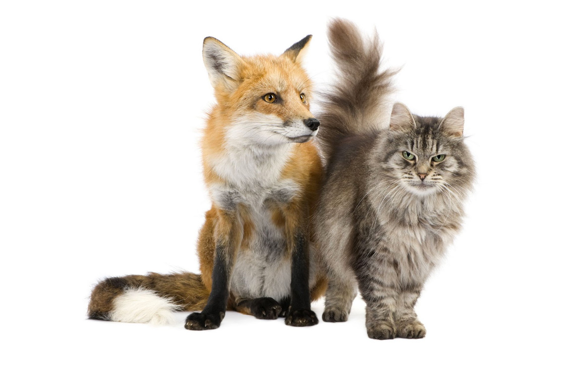 Sad news about a fox attacking a cat