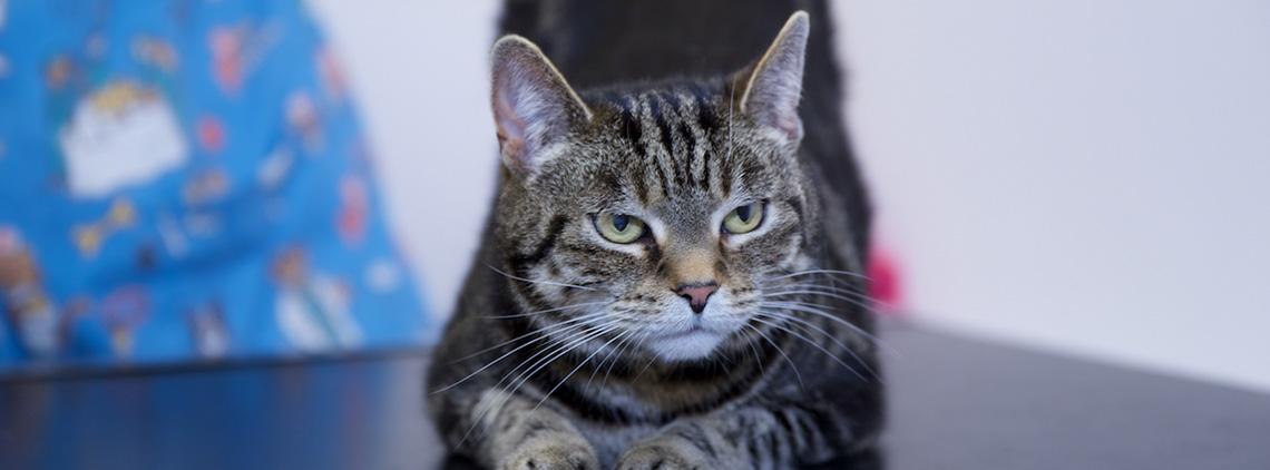 Feline Behaviour Consultations Feline Behaviour Consultations