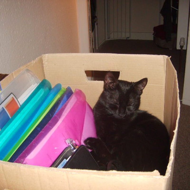 Kitty DSH (Hons)