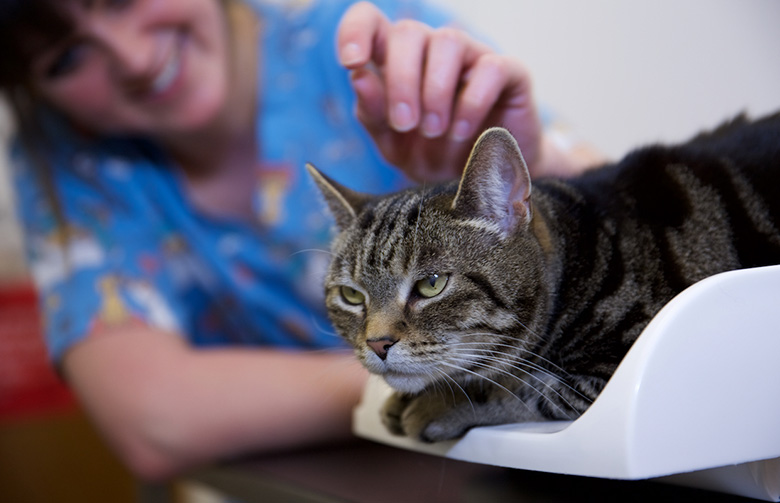 Cat S Whiskers Vets Worthing Cat S Whiskers Vets Worthing