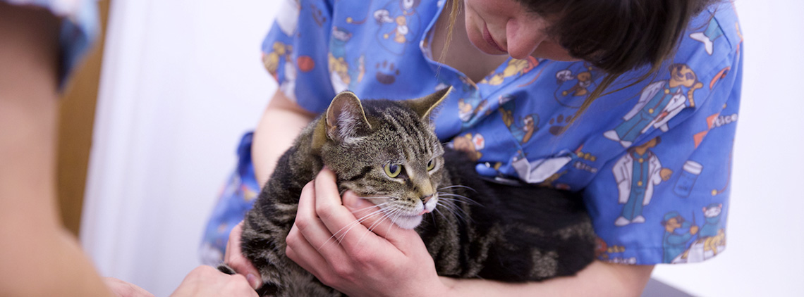 Cat Vaccinations To Keep Your Cat Healthy