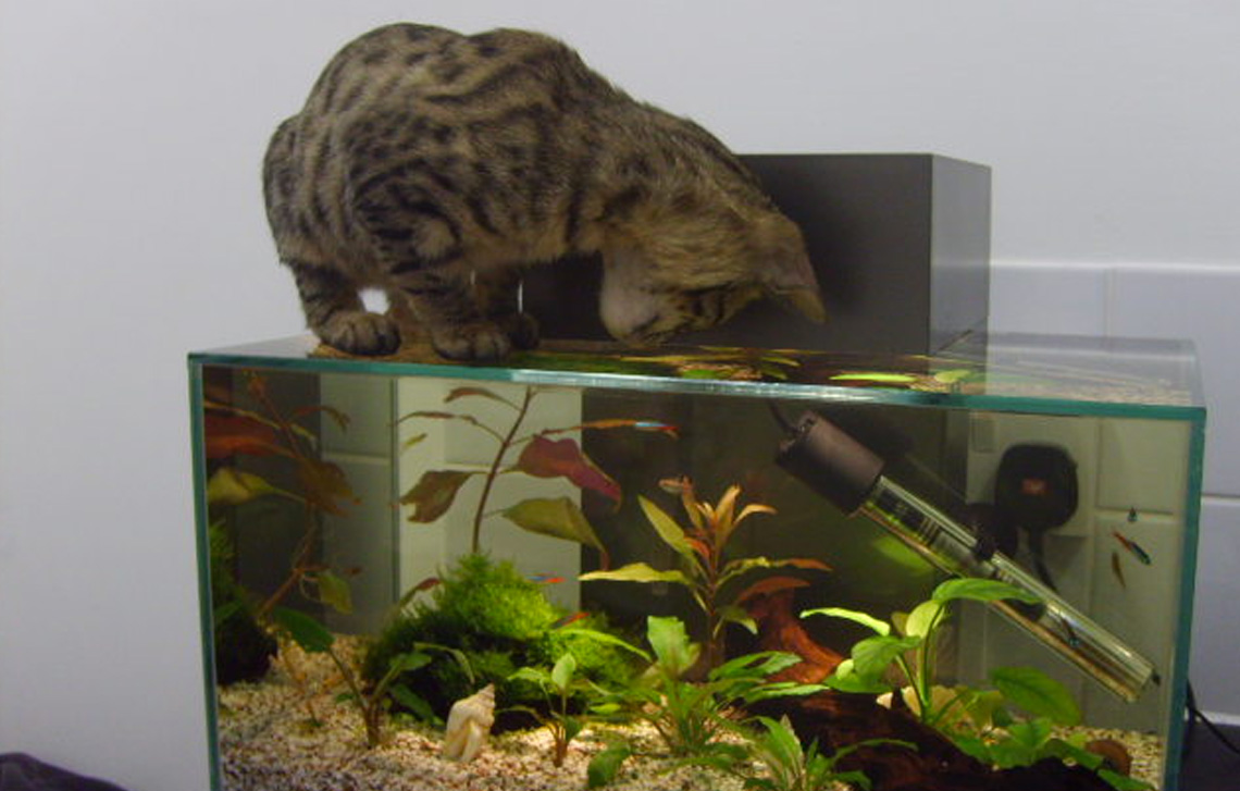Freya and Keiko love the fish tank