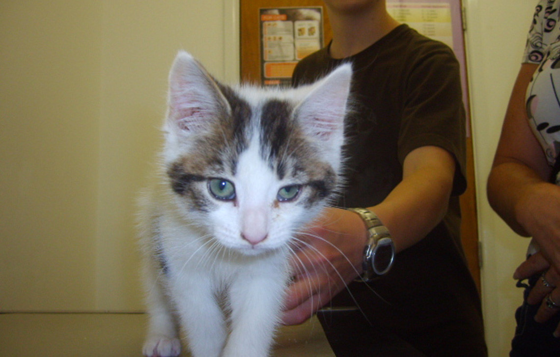 Colin – a very cute white & tabby kitten