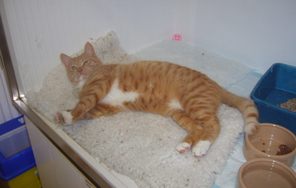 Leo the 6 month old ginger & white tom