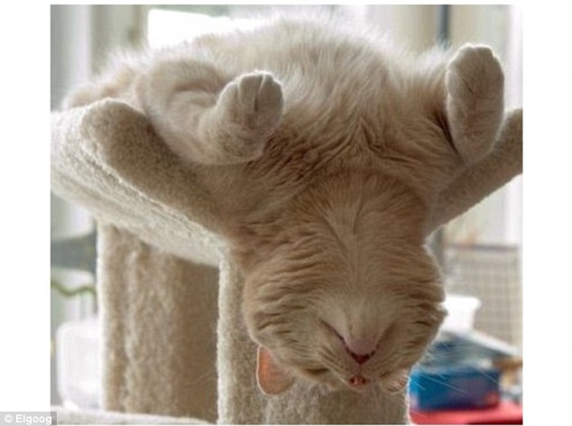 CAT ASLEEP ON CAT TREE