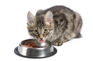 CAT EATING OUT OF BOWL