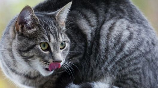 CAT HUNTING ON BIRD TABLE