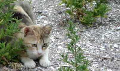 CAT HUNTING ON GRAVEL