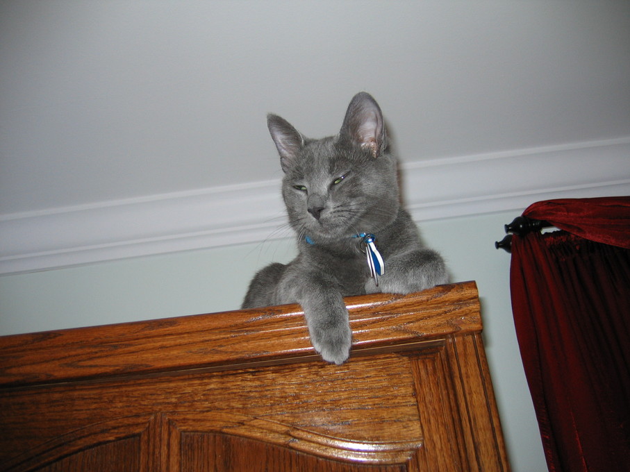 CAT ON TOP OF WARDROBE