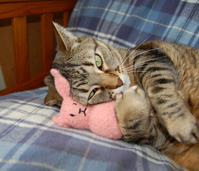 CAT & TOY