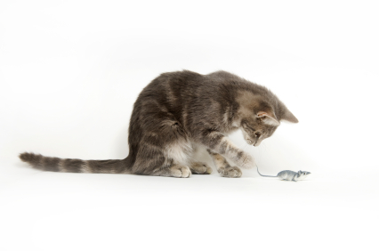 A gray cat plays with a toy mouse on white background