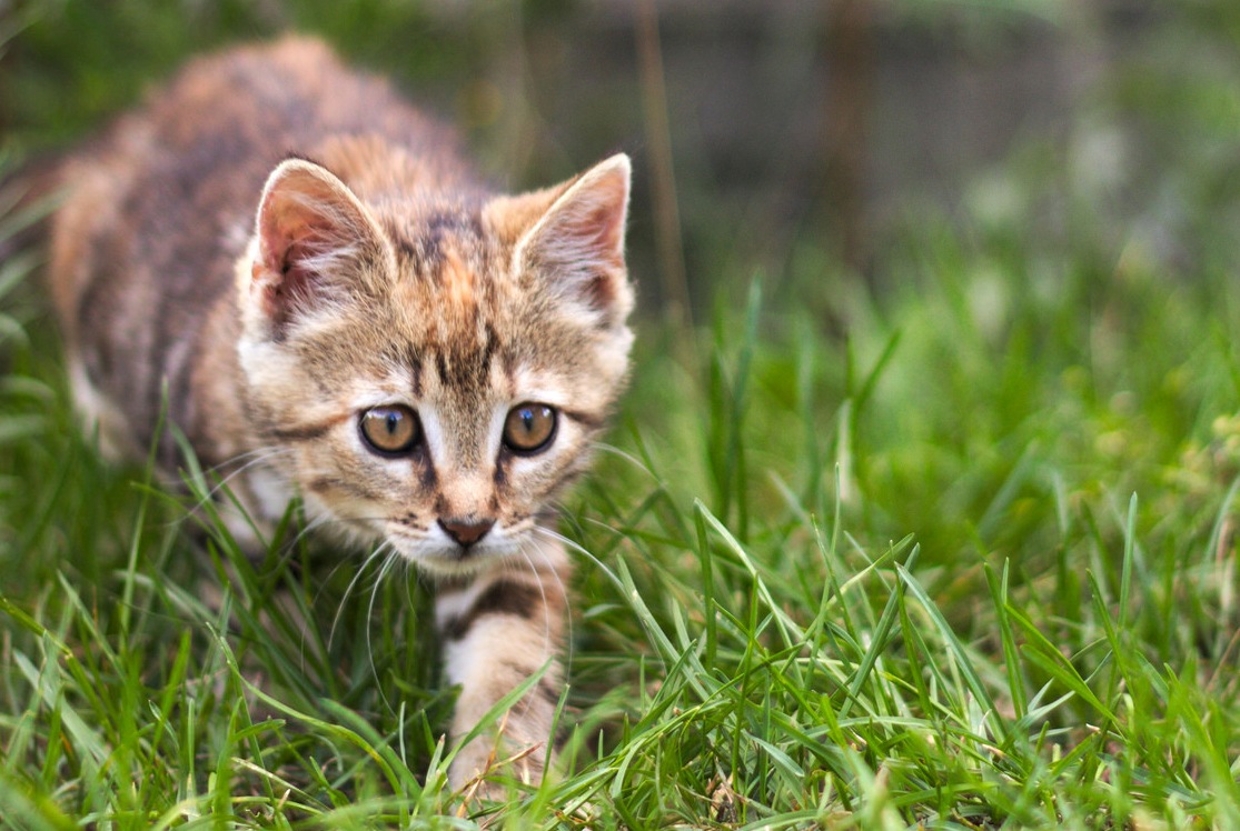 KITTEN HUNTING IN GRASS