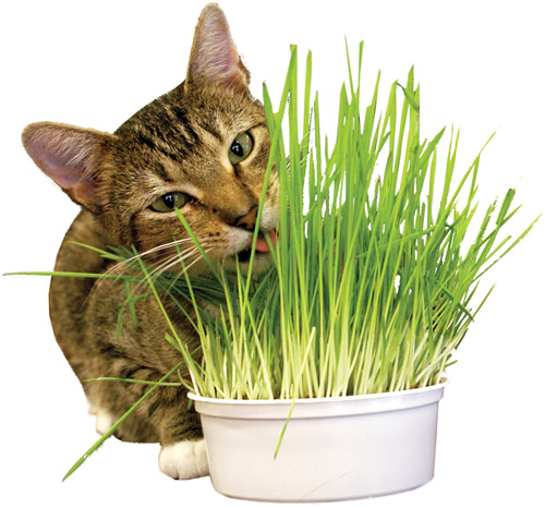 KITTY GRASS