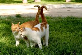 TWO CATS WITH TAILS INTERWINED