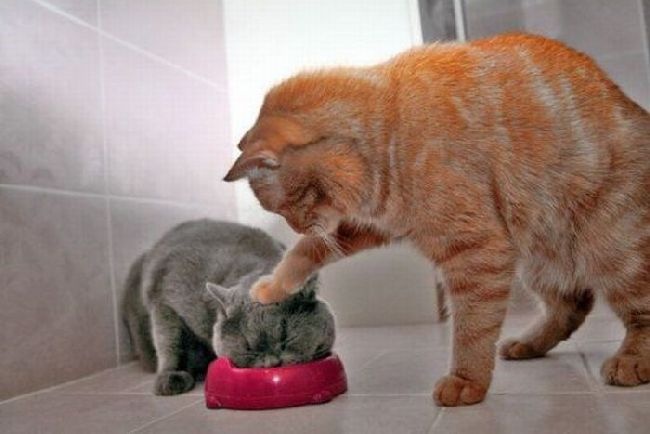 cat_pushing_head_in_bowl