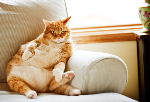 getty_rm_photo_of_extremely_fat_cat_on_sofa
