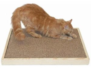 senior-cat-scratcher