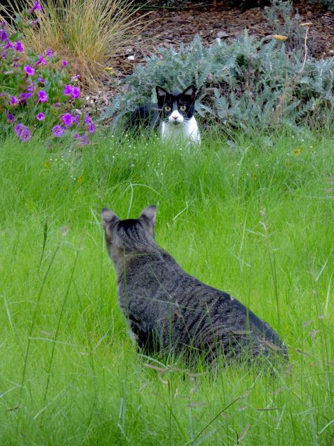 cat-staring-in-garden