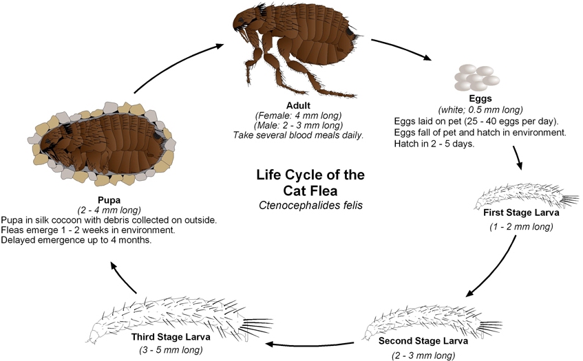 lifecycle