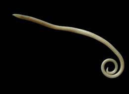 roundworm