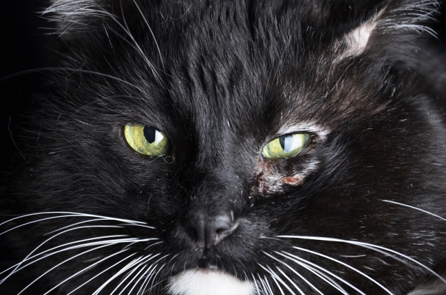 cat-with-injured-eye