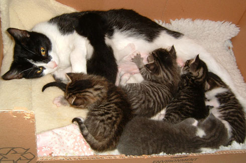 kitten-litter-2