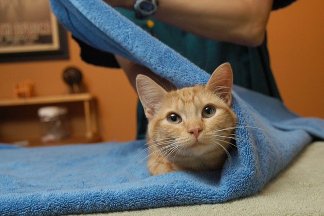 wrapping-cat-in-towel
