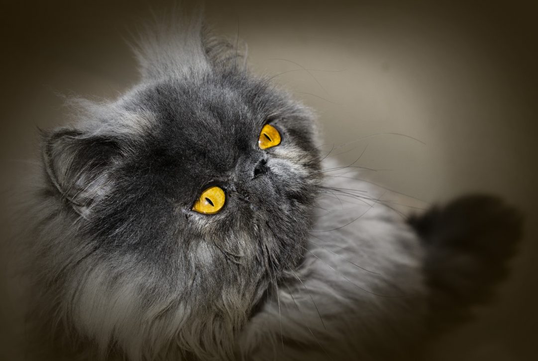 Persian Cat Guide CWVC Limited