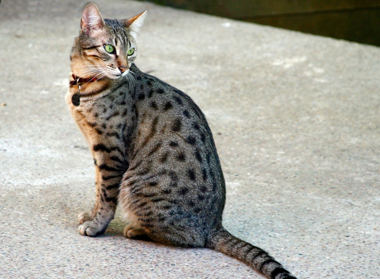 Egyptian Mau Bronze