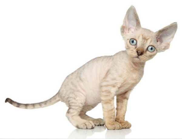 Devon Rex