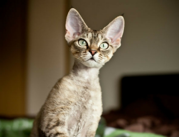 Devon Rex