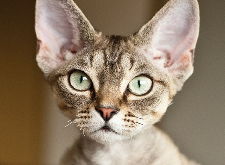 Devon Rex