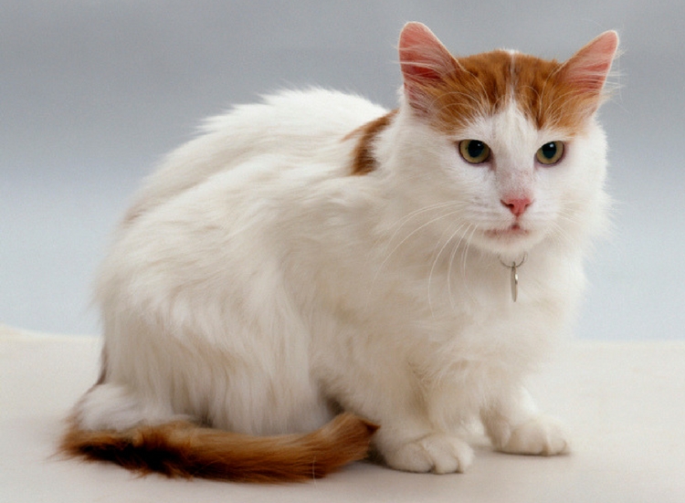 Turkish Van Guide - CWVC Limited