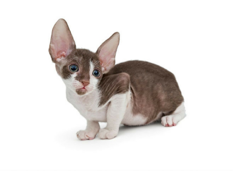 Cornish Rex cat