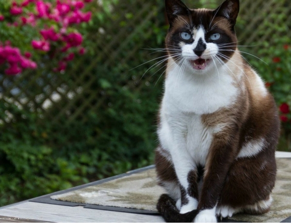 Snowshoe cat