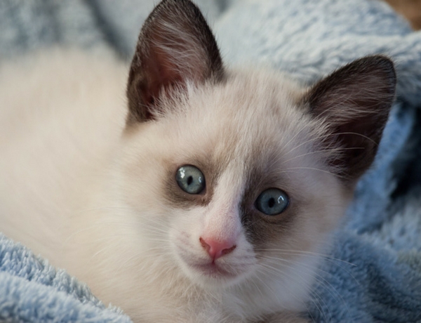 Snowshoe cat