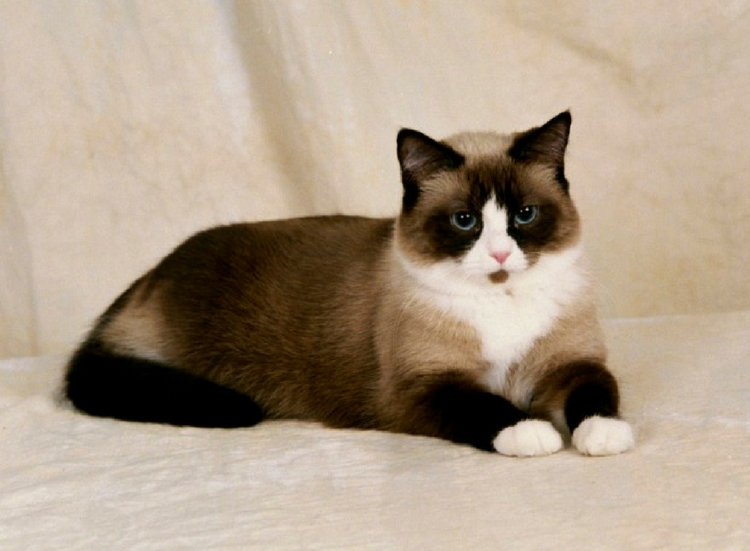 Snowshoe cat