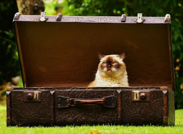 Catteries vs Cat Sitter