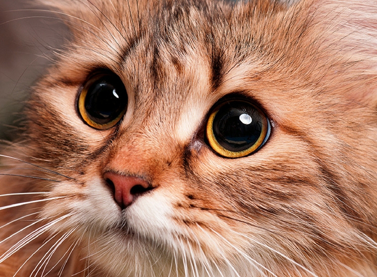 Somali cat