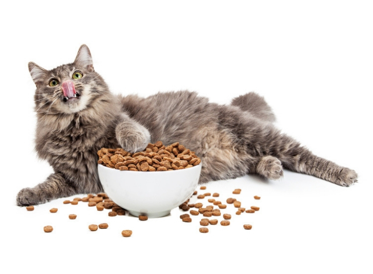 Amanda Nicholls extols the importance of monitoring and treating cat obesity, and offers a case of what her practice and its team does.