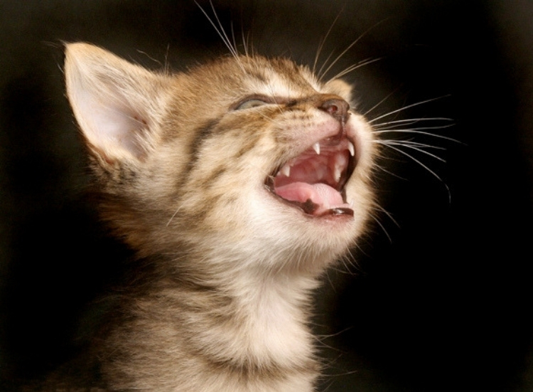 Dental Care in Cats