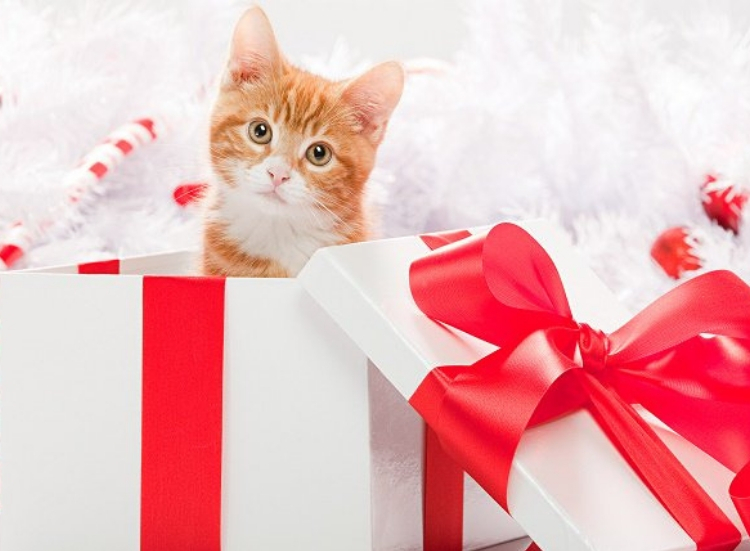 Animals as Christmas Presents