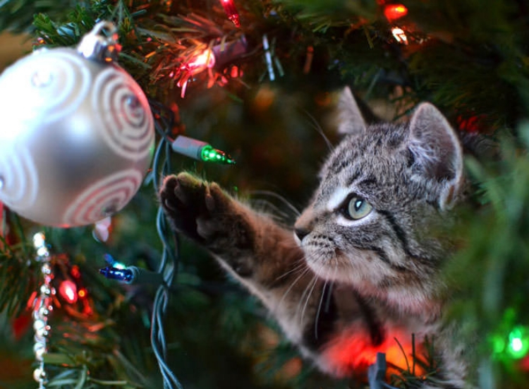 Christmas Decorations and Keeping Your Cat Safe