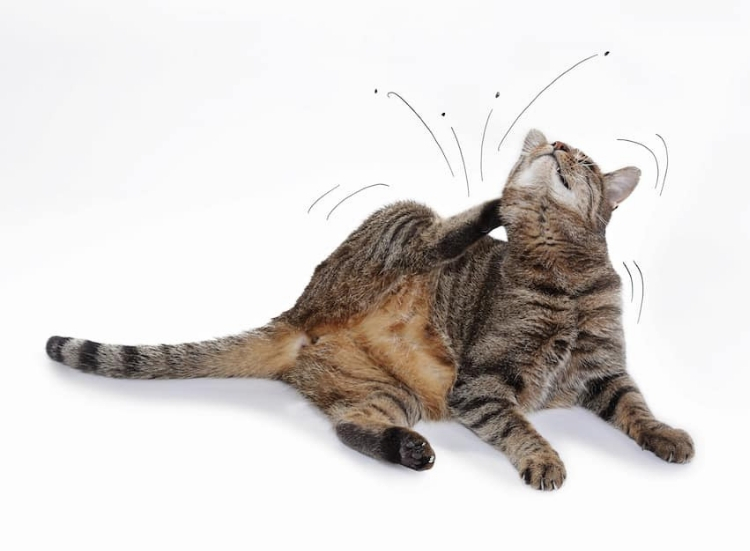 Fleas in Cats