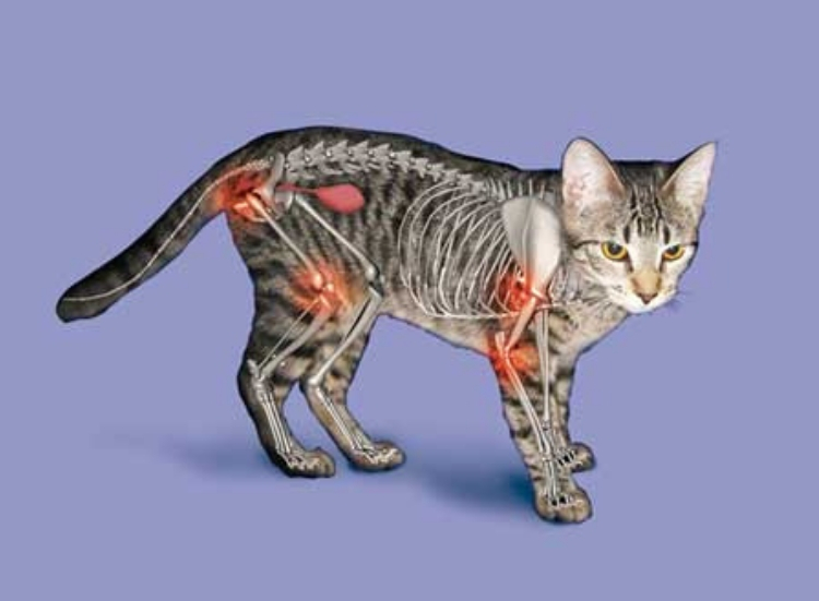 Arthritis in cats