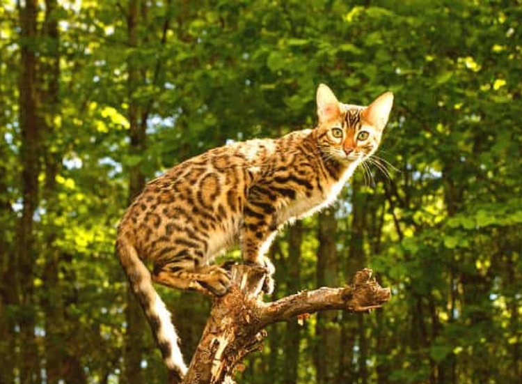 the bengal cat