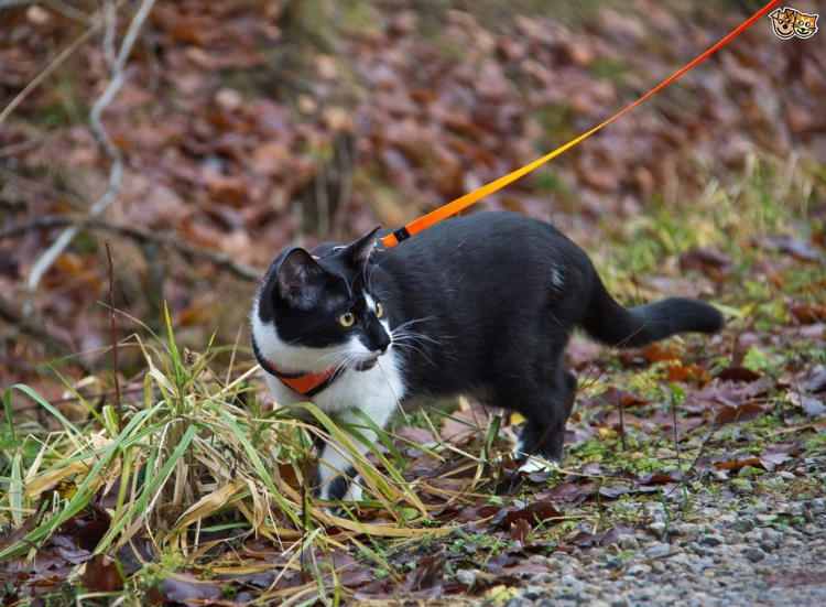 Walking your cat on a lead