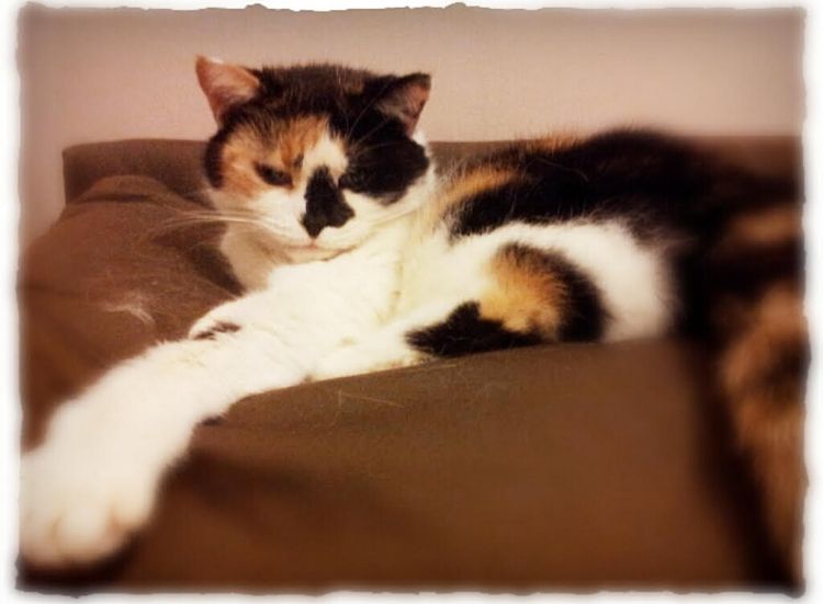 In Memory of a Special Cat – Pixie