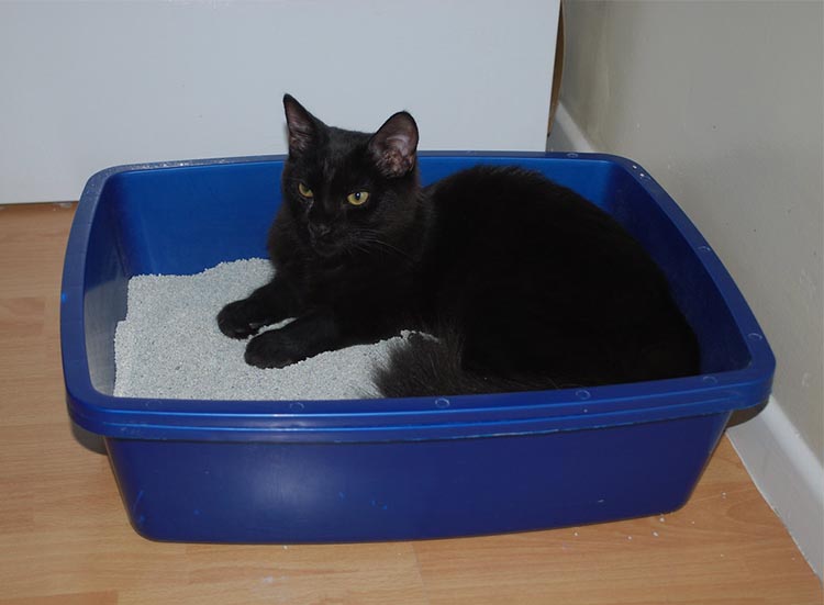 Switching from outdoor to indoor - litter tray training